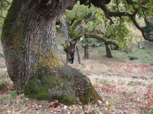 Δυτική Ελλάδα: Στη λογοδοσία της Περιφερειακής Αρχής ο αποχαρακτηρισμός έκτασης του βελανιδόδασους Ξηρομέρου