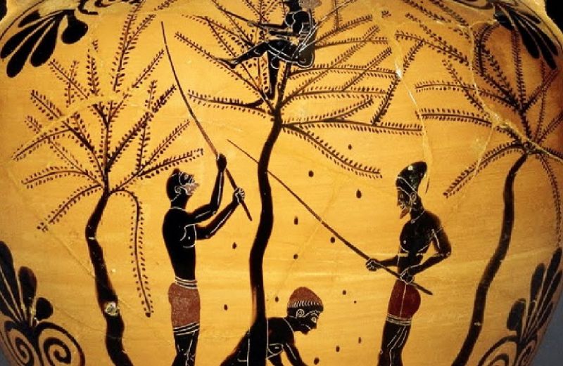 Πως έφτιαχναν οι Αρχαίοι Έλληνες τις φαγώσιμες ελιές