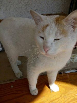 Αγρίνιο: Χάθηκε γάτος στην περιοχή του Αγίου Κωνσταντίνου