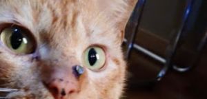 Αγρίνιο: Πυροβόλησαν γάτο με αεροβόλο,η βολίδα καρφώθηκε στη μύτη του