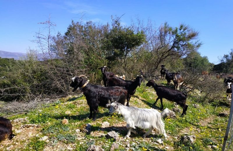 Σπάνιες Φυλές: εγκύκλιος για τις τροποποιήσεις-μεταβιβάσεις