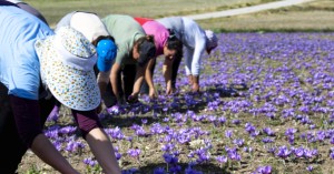 Ξεκινά μπαράζ ελέγχων για τις πιστοποιήσεις στη βιολογική παραγωγή - Αποσύρθηκαν χιλιάδες για να τους αποφύγουν