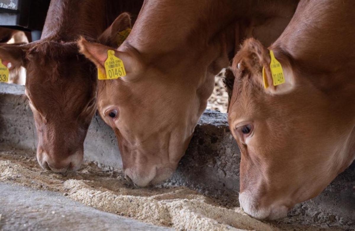 Γενετικοί πόροι στην κτηνοτροφία: με 9 εκατ. ευρώ βγήκε η Πρόσκληση