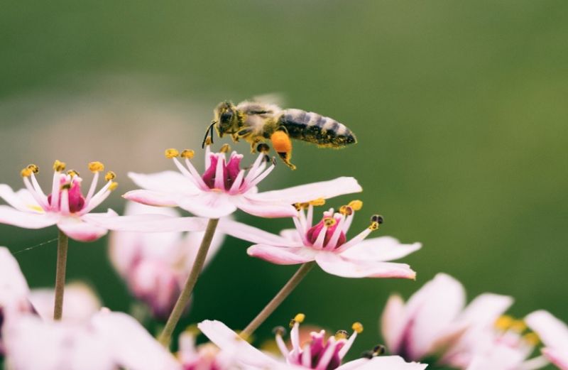 Ευρωπαϊκή πρωτοβουλία πολιτών: Σώστε τις μέλισσες και τους αγρότες!