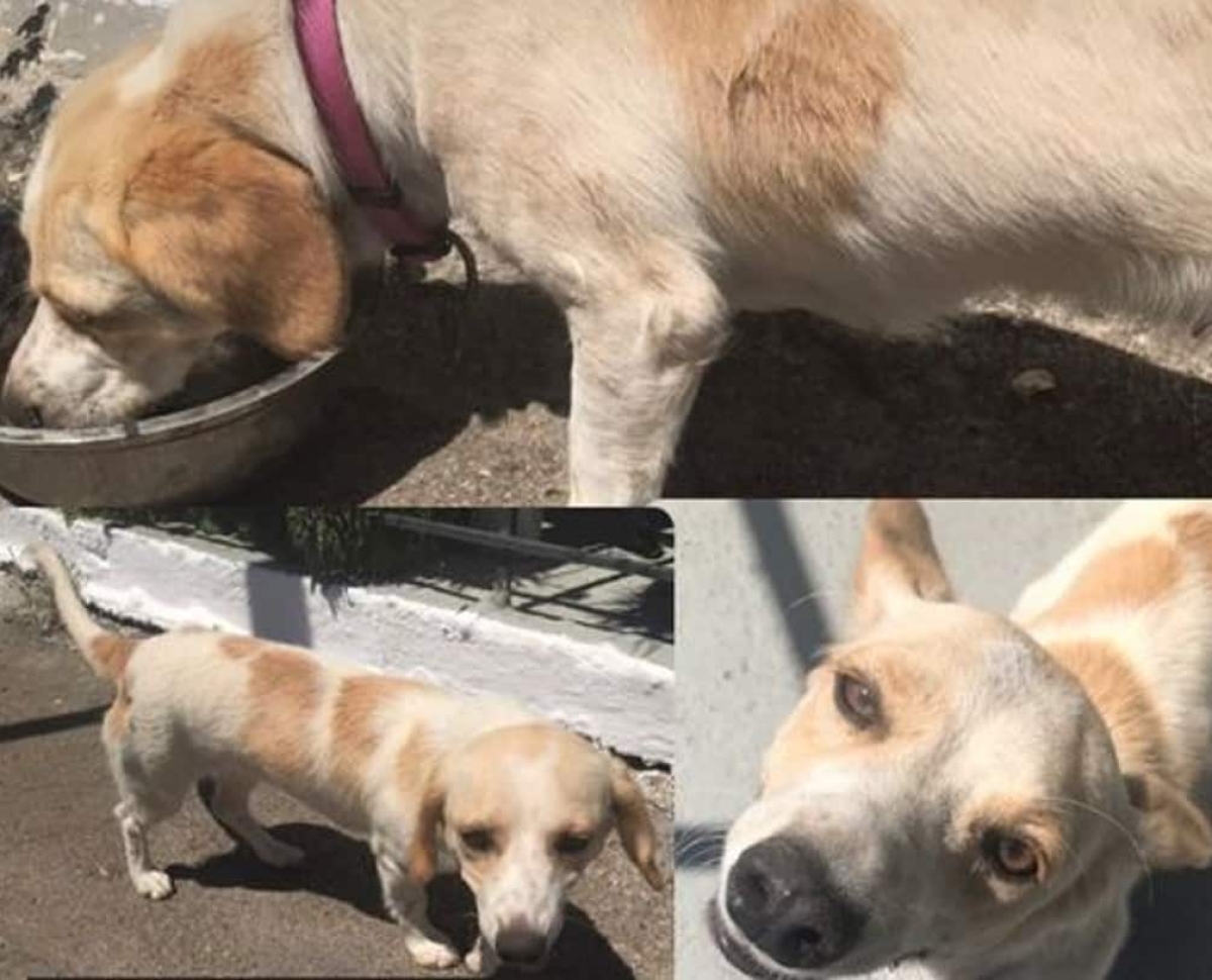 Βρέθηκε σκυλάκι στο Αγρίνιο
