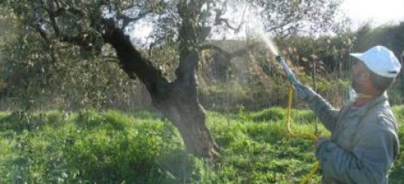 Έναρξη δολωματικών ψεκασμών για τον Δάκο στην Αιτωλοακαρνανία
