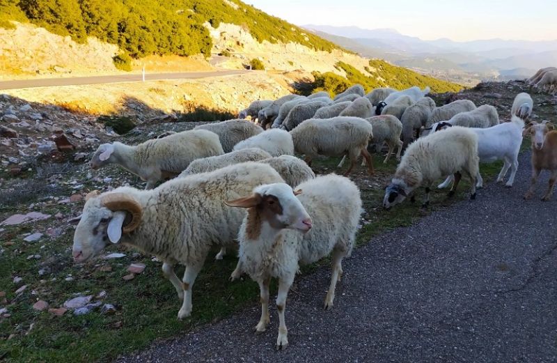 Παράταση αιτήσεων και για την Εξισωτική Αποζημίωση