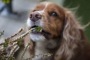 Παράξενα -και συχνά επικίνδυνα- πράγματα που τρώνε οι σκύλοι- Τι να κάνετε για αυτό