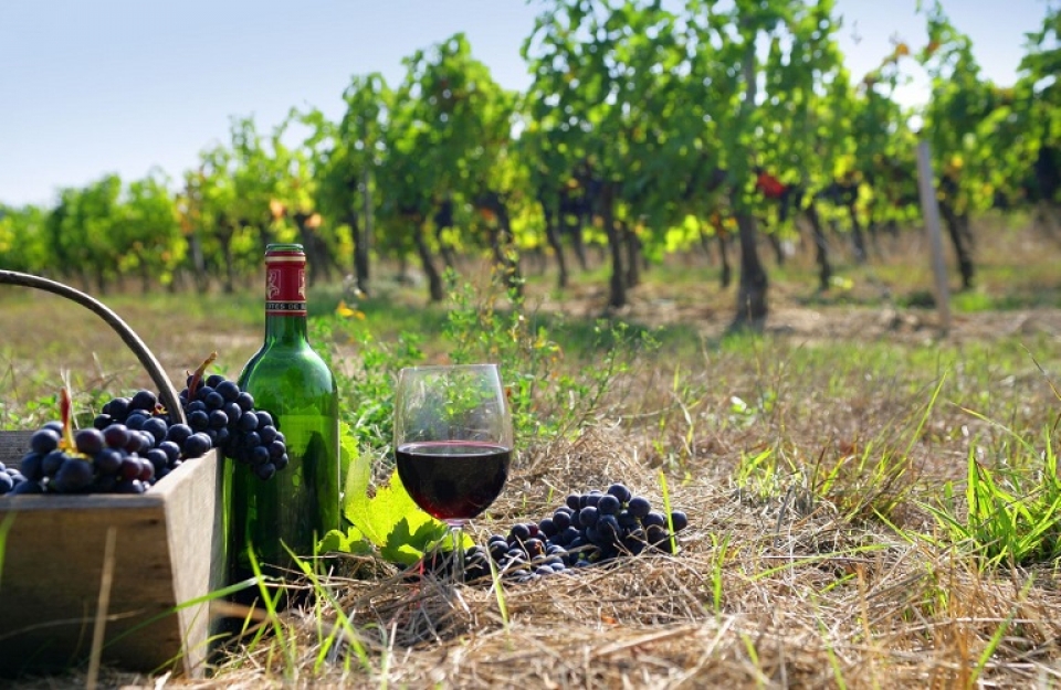 Παραγωγή και εμπόριο οίνου στην ΕΕ