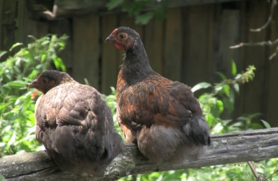 Γρίπη των πτηνών: όλα όσα πρέπει να γνωρίζετε