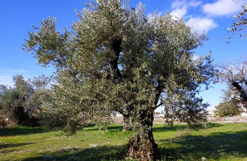 Φυτοπροστασία  ελιάς κατά την εαρινή περίοδο