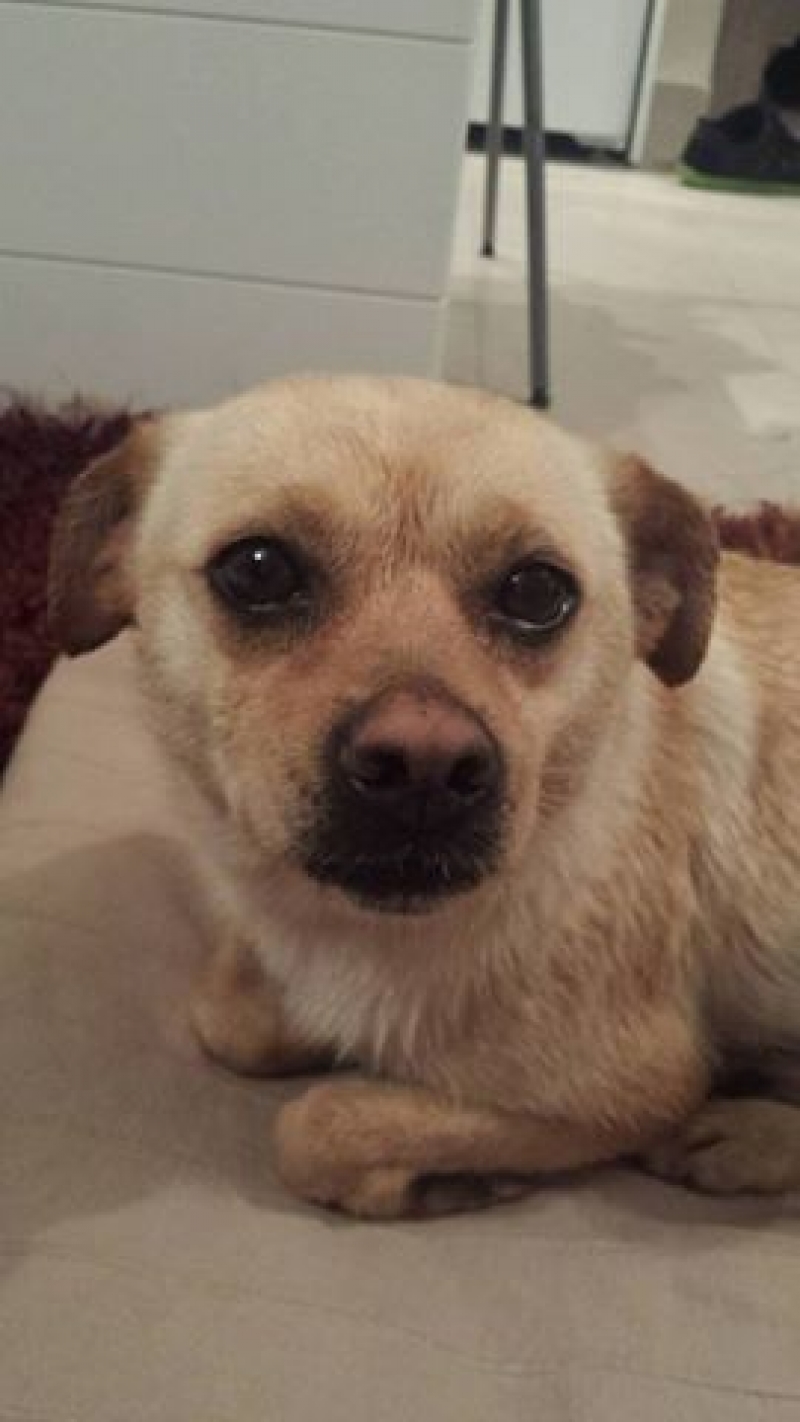 Aγρίνιο: βρέθηκε σκυλίτσα