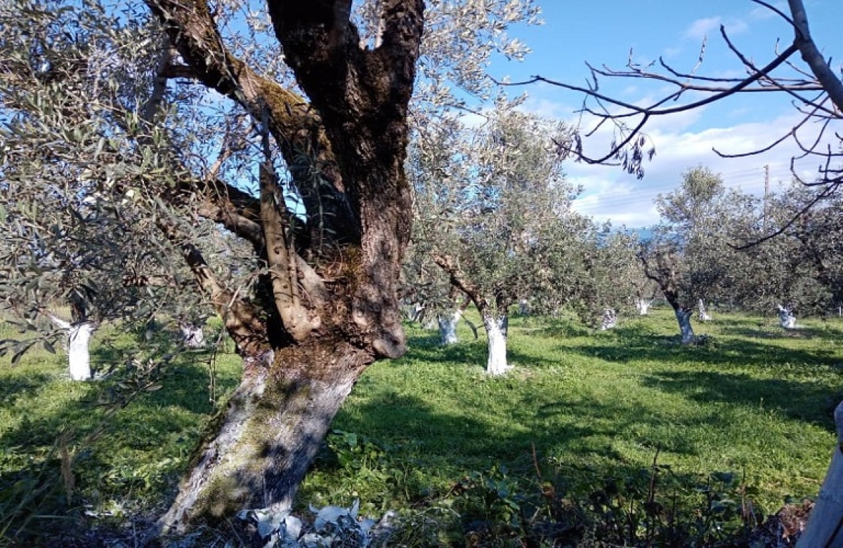 Προγράμματα Εργασίας Οργανώσεων Ελαιουργικών Φορέων 2021-2022