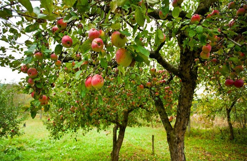 Επεμβάσεις σε οπωρώνες μηλιάς – αχλαδιάς