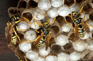 Σφήκες: οι θανάσιμοι εχθροί των μελισσών