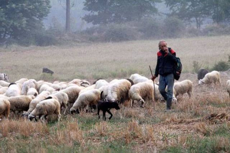 Αποζημιώσεις σε κτηνοτρόφους ύψους 4.499.653 ευρώ