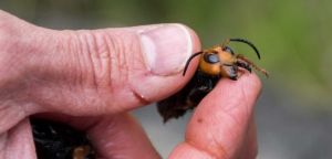 Συναγερμός για τις ασιατικές γιγαντιαίες σφήκες δολοφόνους μελισσών