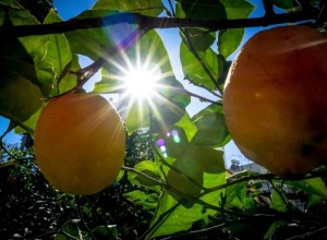 Παραγωγός δείχνει τις διαφορές που έχει το ελληνικό από το τουρκικό λεμόνι - Πώς ξεχωρίζονται