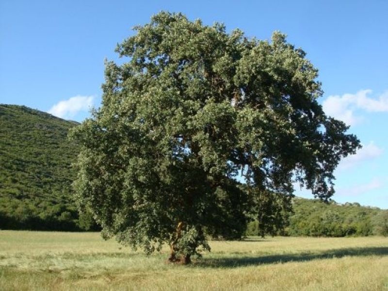 Συμπολιτεία Ξηρομεριτών: Το Βελανιδοδάσος Ξηρομέρου στο Ευρωπαϊκό Οικολογικό Δίκτυο Natura 2000