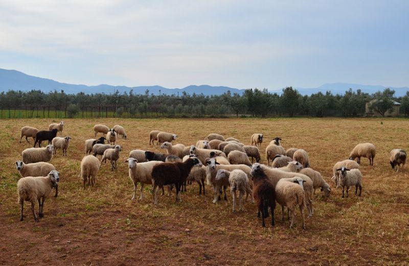 Νέες Πληρωμές για τις δράσεις Βιολογικής Κτηνοτροφίας 2012 &amp; Σπάνιων Φυλών