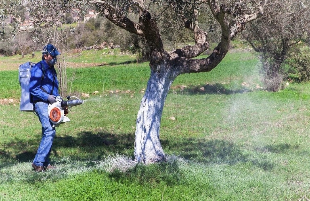 Δολωματικός ψεκασμός δακοκτονίας σε Δημοτικές και Τοπικές Ενότητες της Π.Ε. Αιτωλοακαρνανίας από τις 25 Αυγούστου 2023