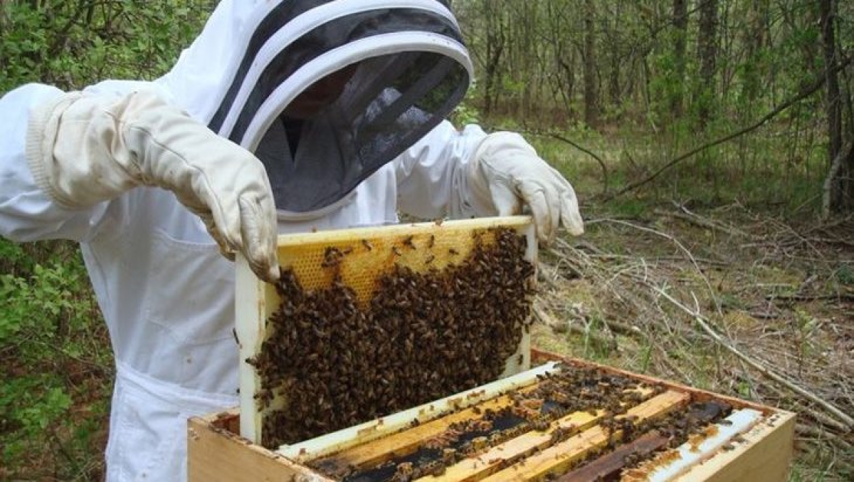 ΔΥΠΑ: Νέο πρόγραμμα κατάρτισης στη μελισσοκομία