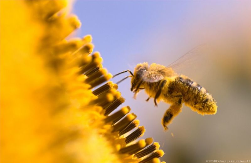 Ελάττωση της χρήσης φυτοφαρμάκων για να σωθούν οι μέλισσες