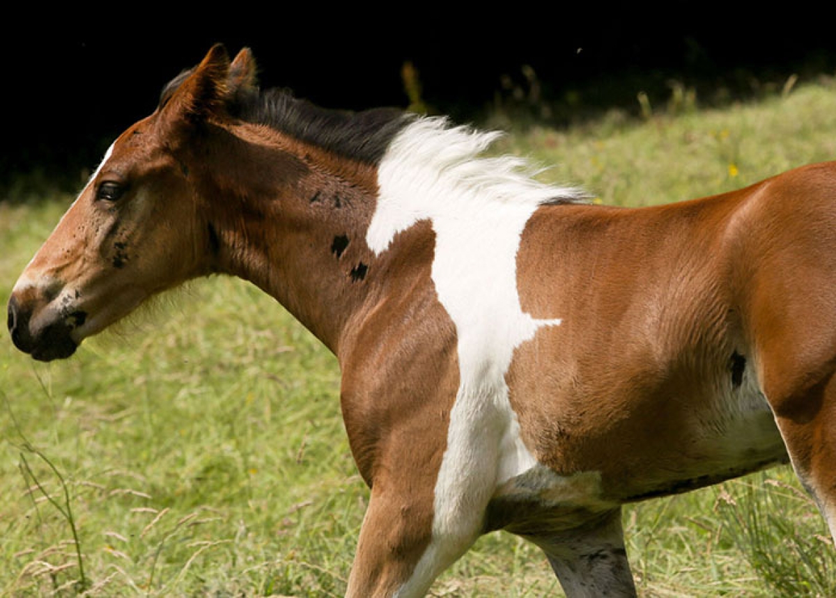 Άλογο γεννήθηκε με σχήμα αλόγου στην πλάτη του και είναι ό,τι πιο όμορφο
