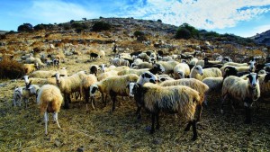 Έτσι θα ήταν η Κρήτη με τα 7,8 εκατ. αιγοπρόβατα του… ΟΠΕΚΕΠΕ σύμφωνα με την Τεχνητή Νοημοσύνη (φωτο)