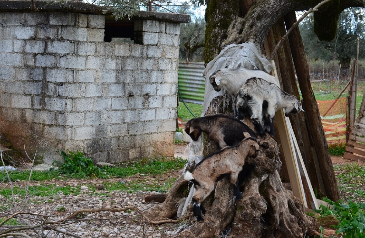 Γεωργία – Κτηνοτροφία: πιο ακριβά τα εργατικά, τα ενοίκια, τα δάνεια