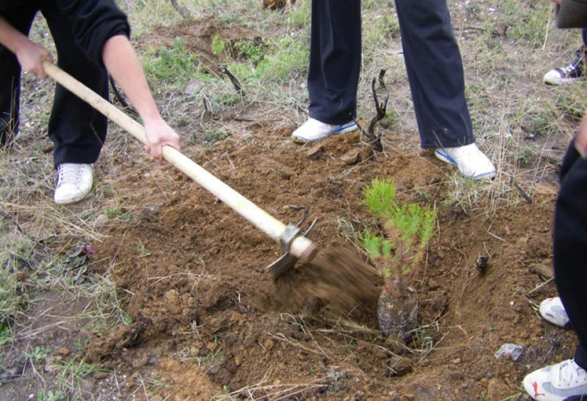 ΚΕΠΑ: Πρόσκληση για χορηγίες με σκοπό τη φύτευση δέντρων