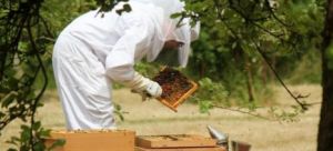 Eνημέρωση για τις δράσεις του μελισσοκομικού προγράμματος 2019