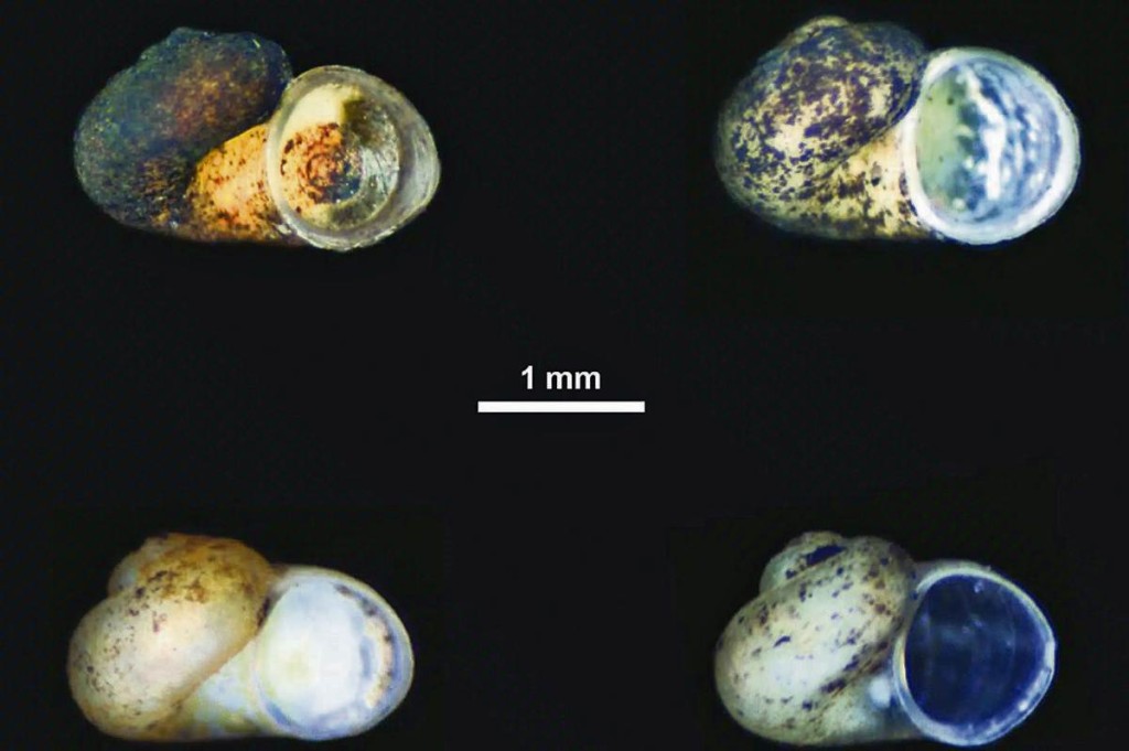 Πώς ένα σαλιγκάρι συνδέει τις λίμνες Τριχωνίδας - Οχρίδας (www.eleftherostypos.gr)