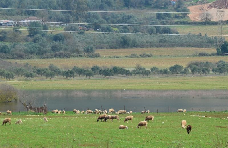 Νιτρορύπανση: μέχρι 28 Φεβρουαρίου οι τροποποιήσεις - μεταβιβάσεις