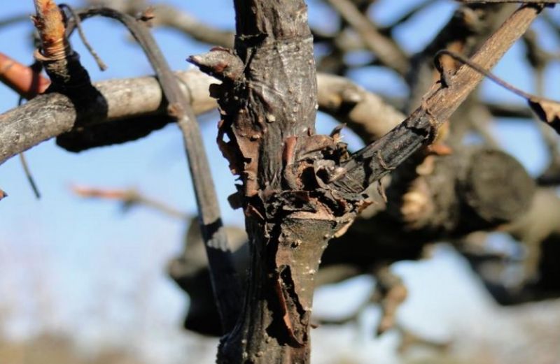 Αχλαδιά – μηλιά: χειμερινές επεμβάσεις φυτοπροστασίας
