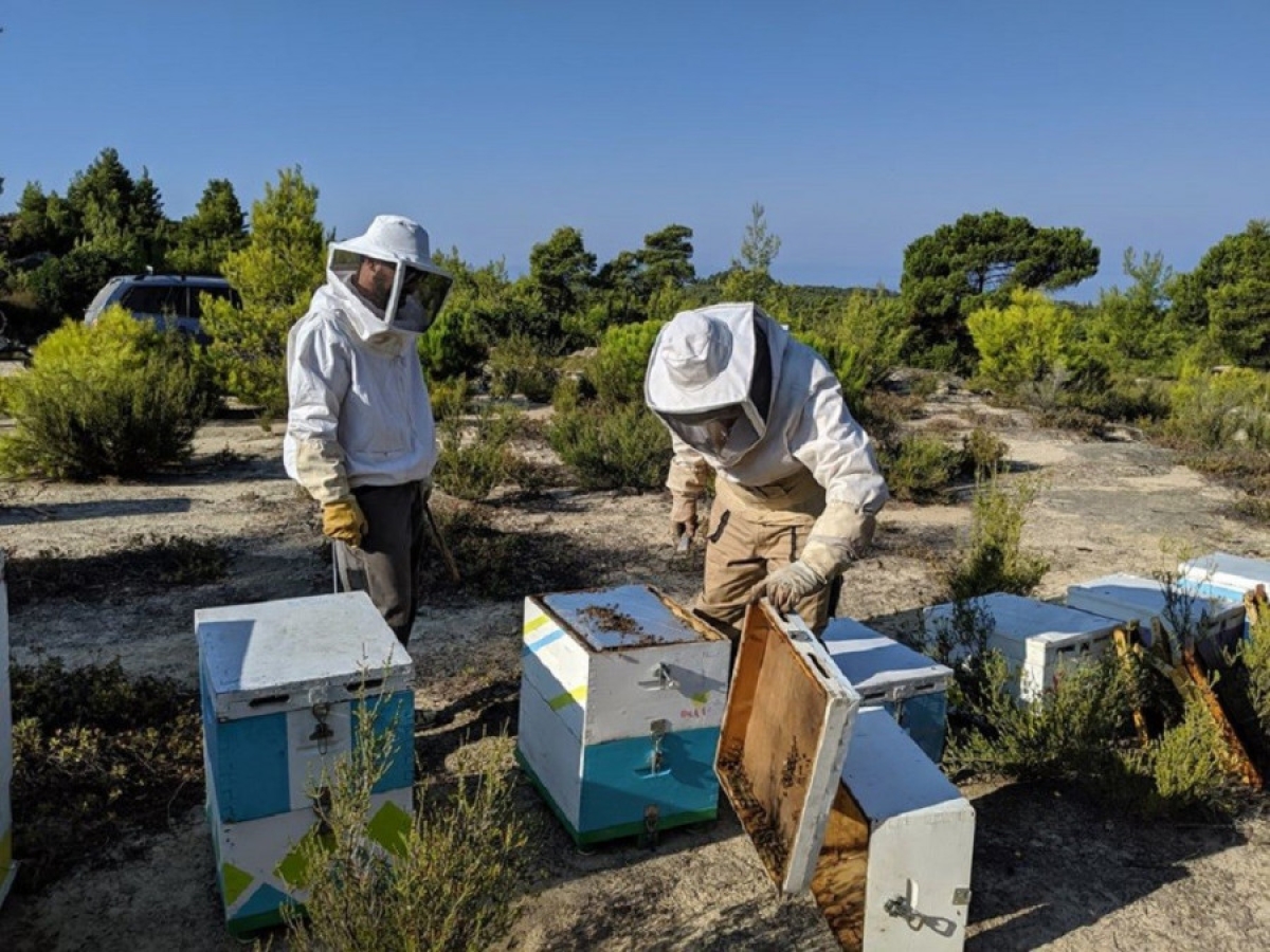 Μελισσοκόμοι Αιτωλοακαρνανίας: Αγώνας επιβίωσης και ενόψει γιορτών