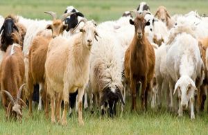 Πληρωμή βιολογικής κτηνοτροφίας στην Αιτωλοακαρνανία