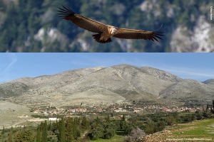 Ελληνική Ορνιθολογική Εταιρεία: Να ανακληθούν οι νέες άδειες αιολικών στα Ακαρνανικά Όρη
