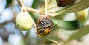 Αιτωλοακαρνανία: Η υγρασία ευνόησε το γλοιοσπόριο στις ελιές – ανάγκη για ενισχύσεις de minimis