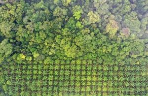 Αποψίλωση δασών: οι αιτίες και τα μέτρα της ΕΕ για την καταπολέμησή της