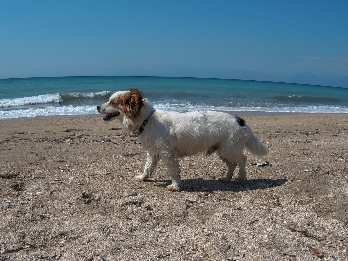 Σκύλοι στις παραλίες: Τι λέει η νομοθεσία – Πού και πώς επιτρέπονται