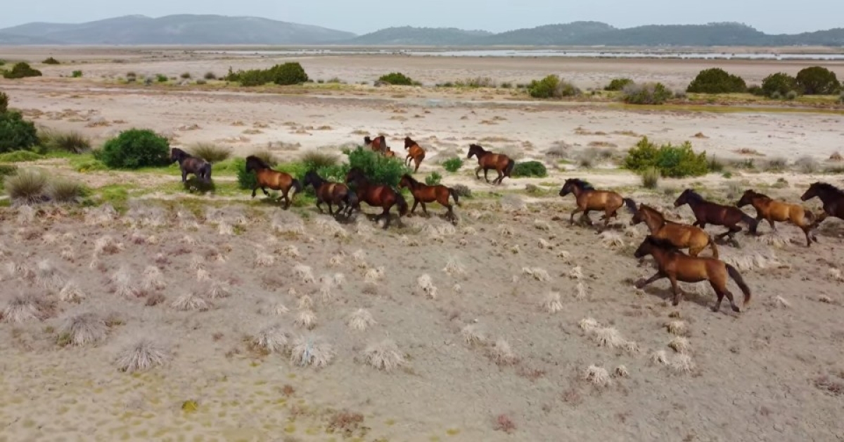 Αιτωλοακαρνανία: Τα άγρια άλογα του Λούρου