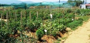 Δήμος Αγρινίου: Πρόθεση για επέκταση του δημοτικού λαχανόκηπου