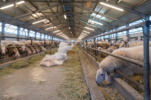 Ζητούνται δυο άτομα για εργασία σε κτηνοτροφική μονάδα στα ‘Οχθια