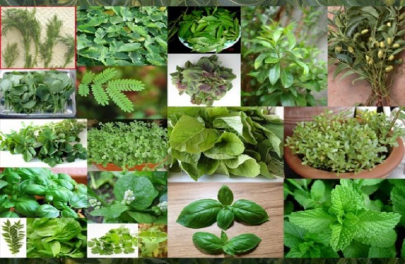 Αφιέρωμα στην καλλιέργεια Αρωματικών και Φαρμακευτικών Φυτών