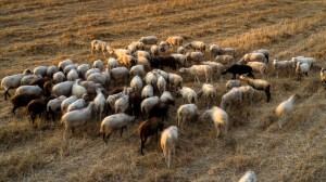 Η ευλογιά αιγοπροβάτων αλλάζει την αγορά στις τιμές γάλακτος