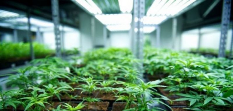 Αιτωλοακαρνανία: H πρώτη άδεια φαρμακευτικής κάνναβης είναι γεγονός
