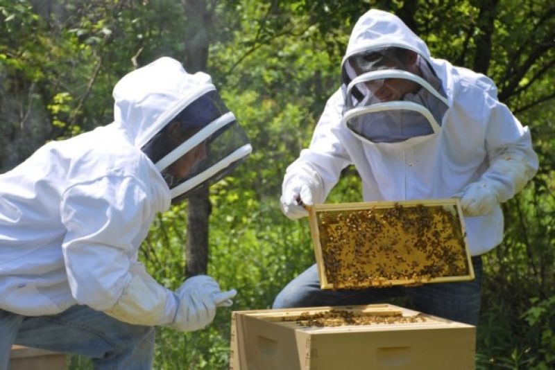 Κάλεσμα σε μελισσοκόμους της Αιτωλοακαρνανίας για συμμετοχή σε δυο δράσεις