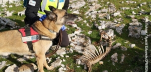 Αιτωλοακαρνανία: Πώς σκύλος γλιτώνει γύπες από δηλητηριασμένα δολώματα