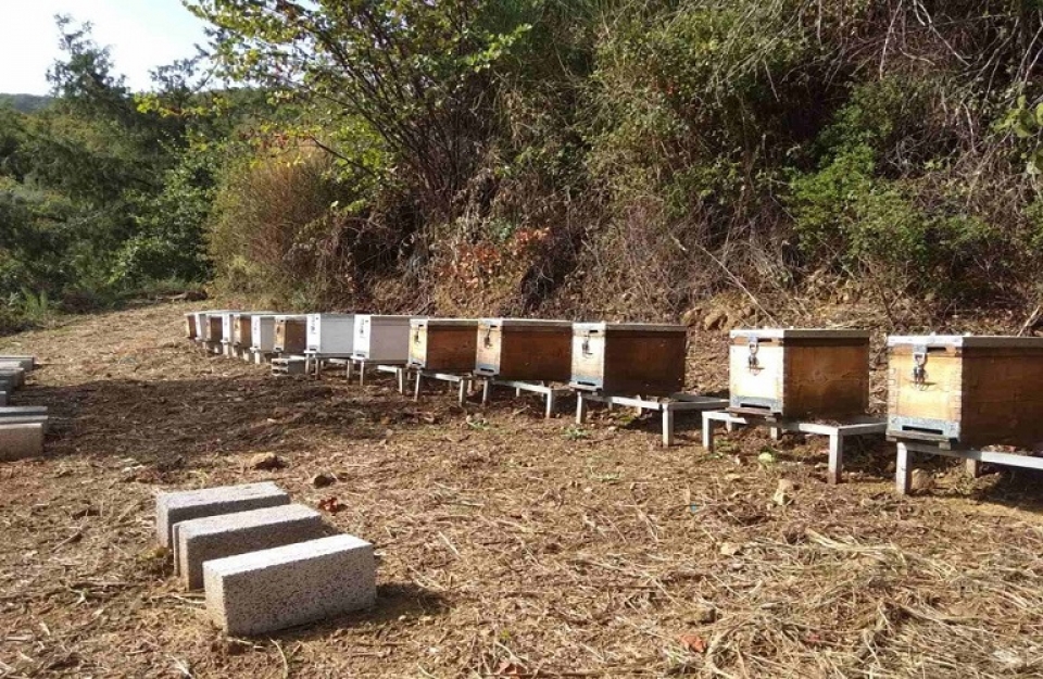 Τριήμερα σεμινάρια για μελισσοκόμους